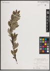 Foto von Salix caprea L.